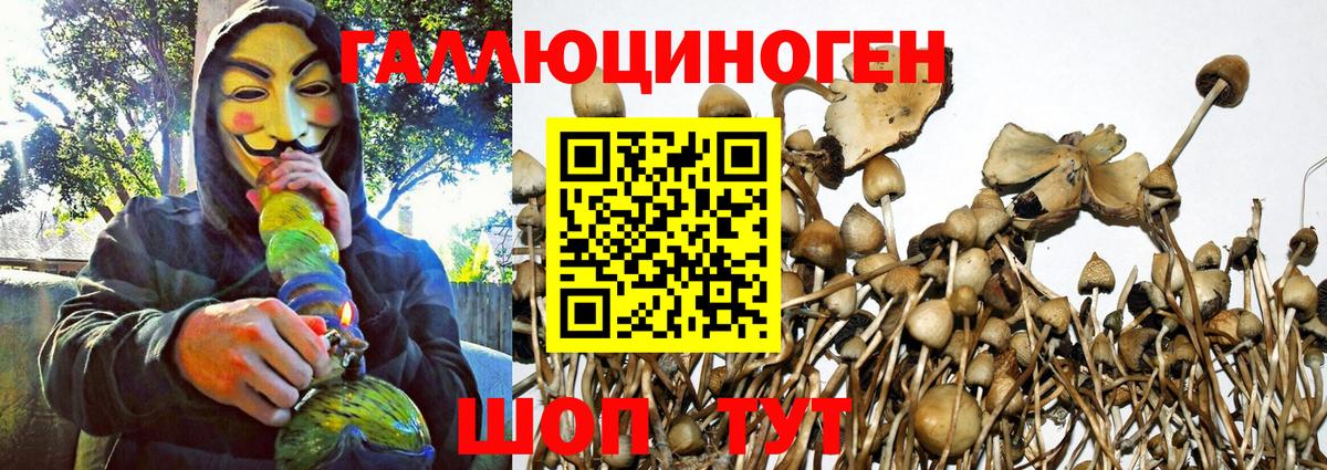 Псилоцибиновые грибы Psilocybine cubensis Сокол